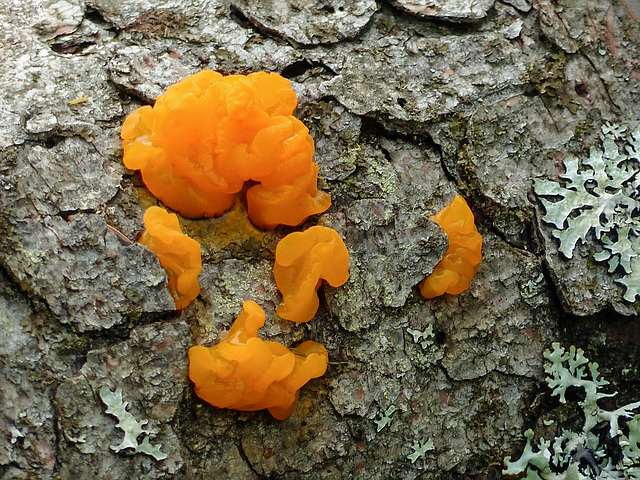 Jelly fungus - Witches' butter (Witch's butter)?