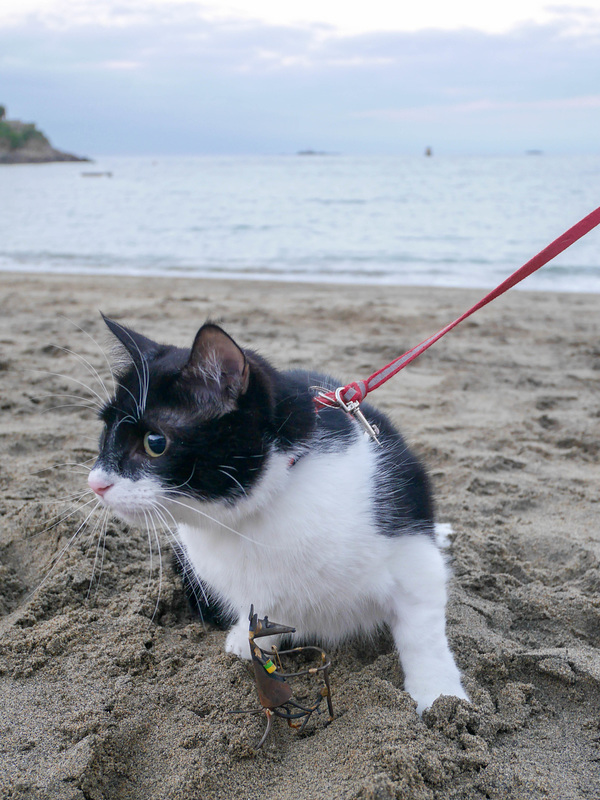 chat,eau,sable