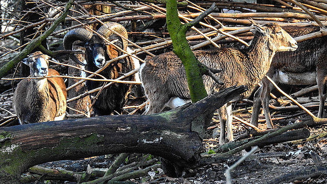 20190216 4423CPw [D~BI] Mufflon, Tierpark Olderdissen, Bielefeld