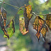 Sunlight on Old Leaves