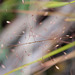 DSCF5960