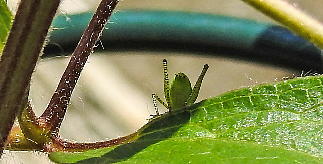 20230609 0842CPw [D~LIP] Punktierte Zartschrecke (Leptophyes punctatissima), Bad Salzuflen