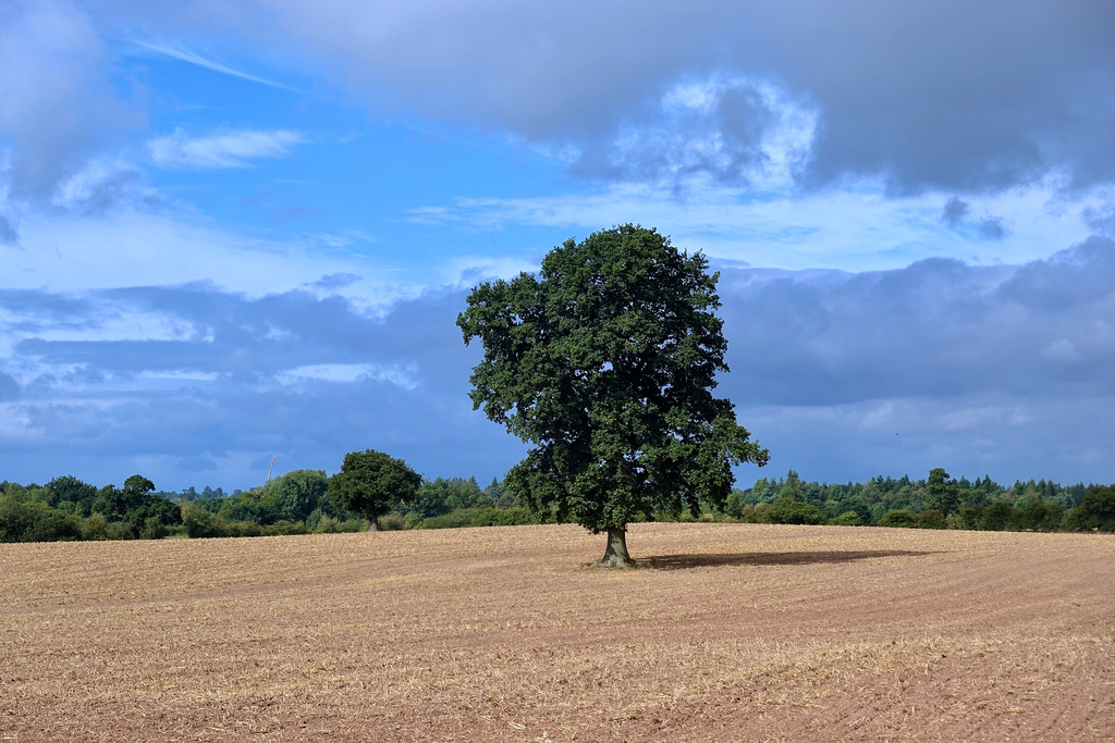 Late summer fields