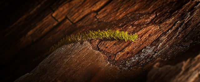 Eine grüne Moospflanze auf einen Baumstamm :)) A green moss plant on a tree trunk :)) Une plante de mousse verte sur un tronc d'arbre :))