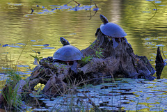 Eastern painted turtles hanging out
