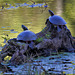Eastern painted turtles hanging out