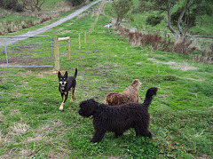 Elvis and Coco visits Midgee