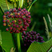 Milkweed, Early July