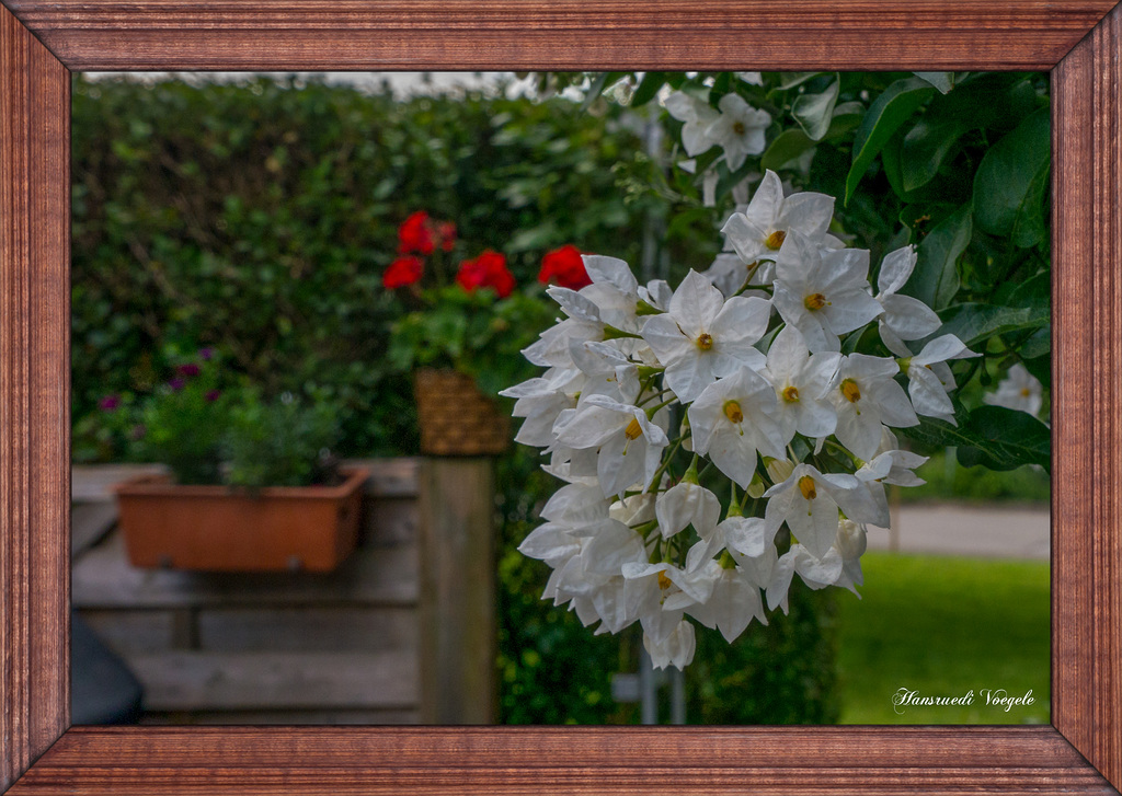Jasmin