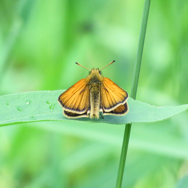 European Skipper