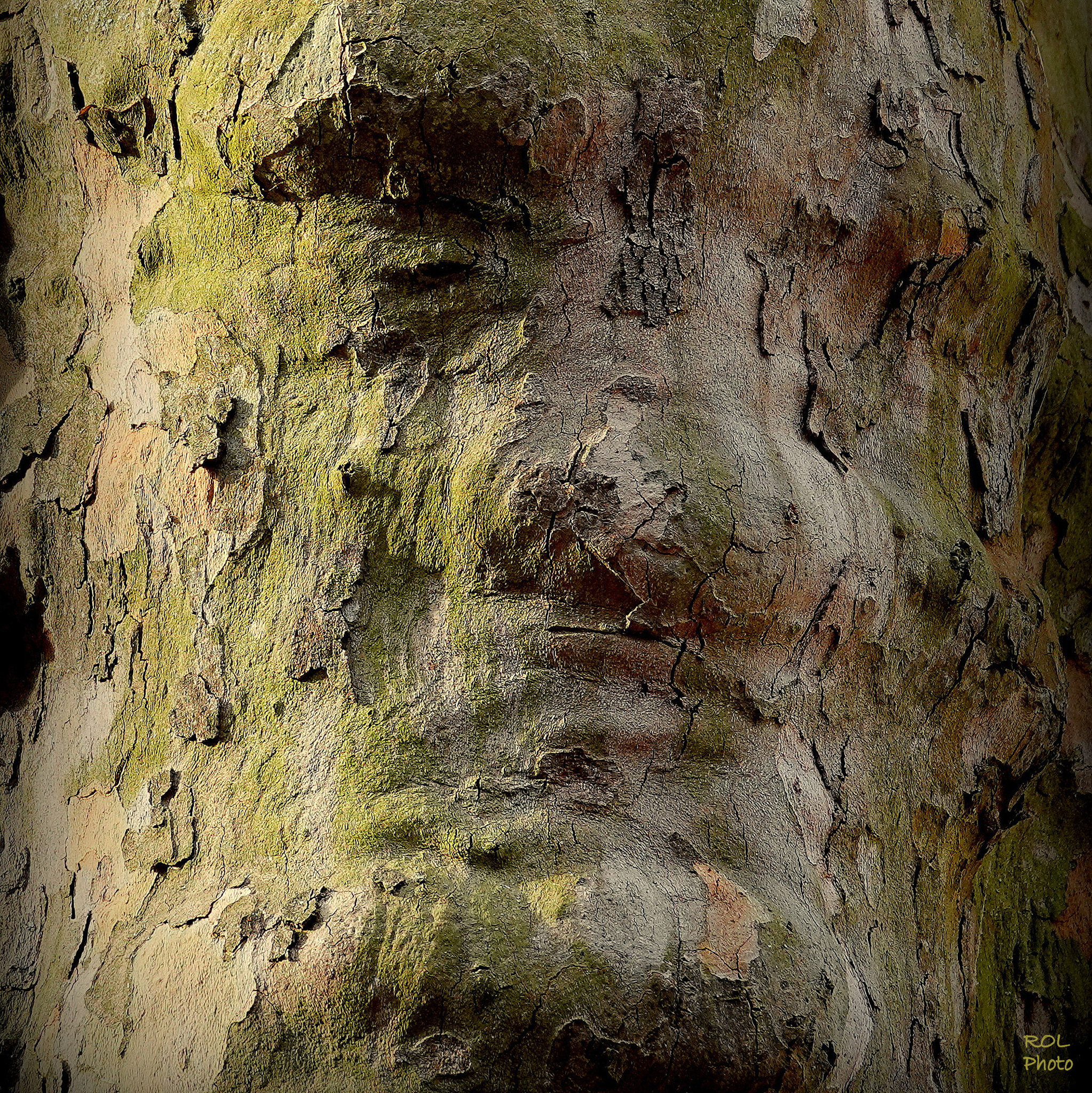 Regard de platane