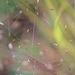 DSCF5962