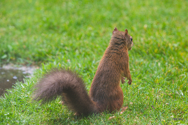 Young Red Squirrel with leprous lesions in the ears...