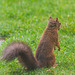 Young Red Squirrel with leprous lesions in the ears...