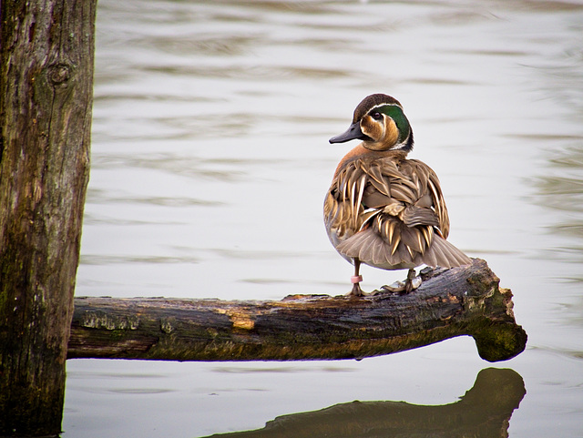 Baikal Teal