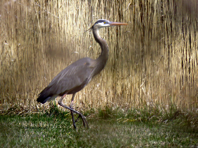 Great blue heron