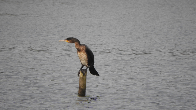 Cormorant