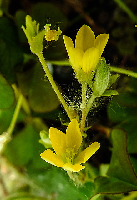 20230609 0844CPws [D~LIP] Gehörnter Sauerklee (Oxalis corniculata), Bad Salzuflen