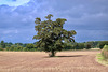 Late summer fields