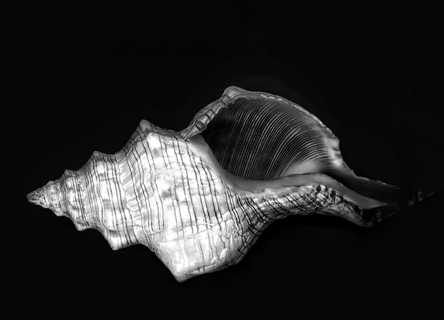 shell shape MM535