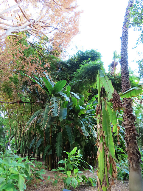 Valencia: Jardín botánico, 4