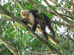 Panamanian white-faced capuchin