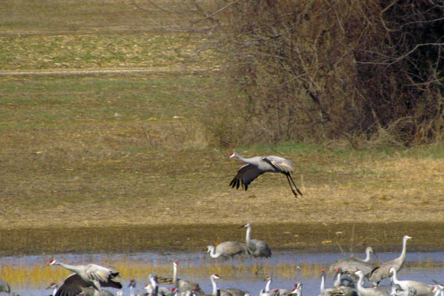 Sandhill Cranes