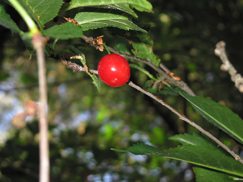 Lingonberry