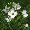 Cuckooflower