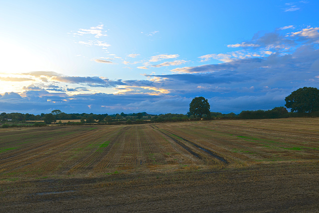 Green fields returning after the rain