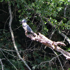 Belted kingfisher