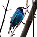 Indigo Bunting (Passerina cyanea)