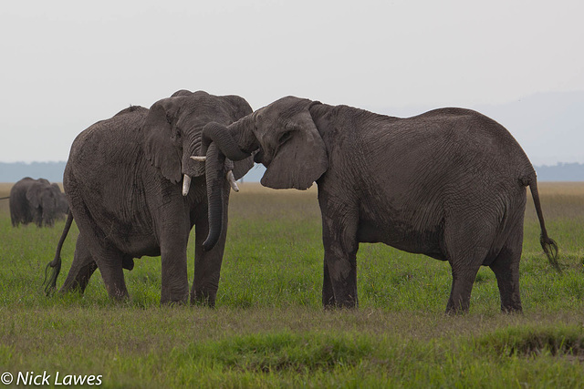 Elephants tying the knot