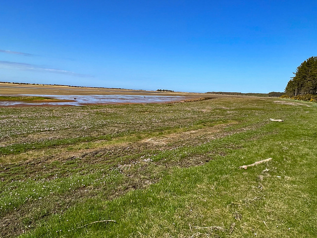 The vast salt marshland between the sandbar and the Culbin Sands forest