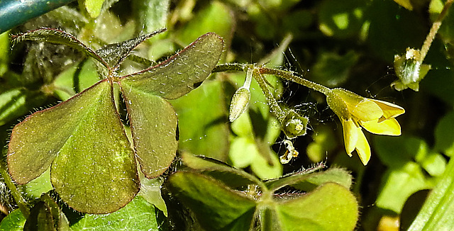 20230609 0845CPw [D~LIP] Gehörnter Sauerklee (Oxalis corniculata), Bad Salzuflen