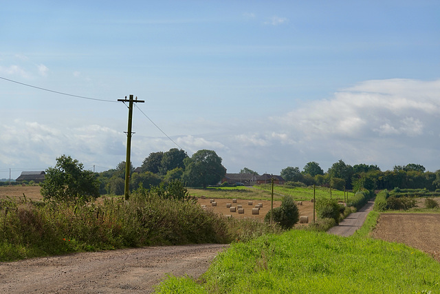 Late summer fields