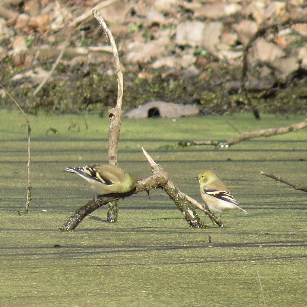 Goldfinches