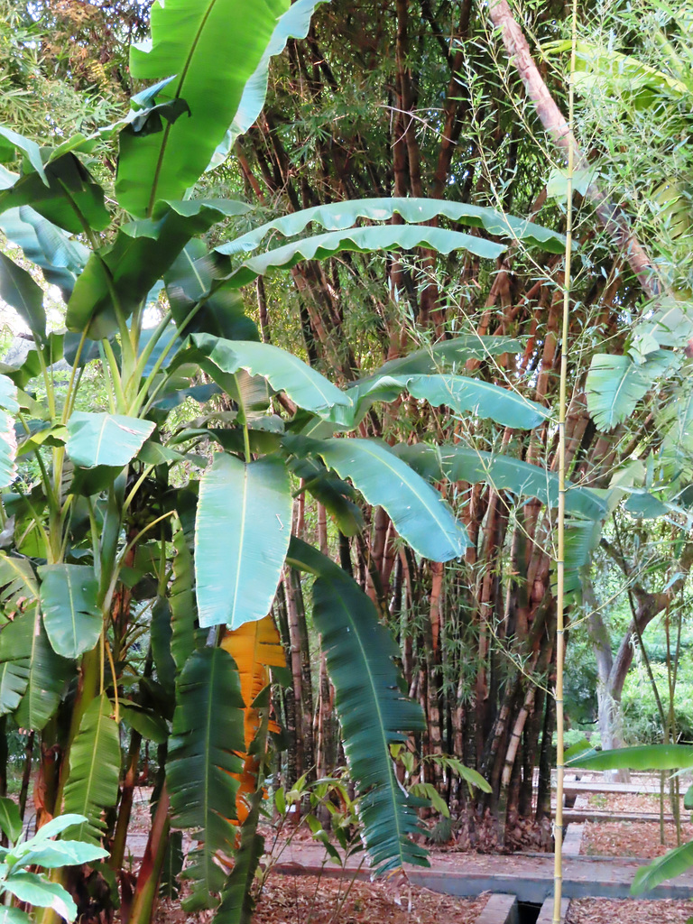 Valencia: Jardín botánico, 5