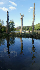 Baumruinen an der Alster