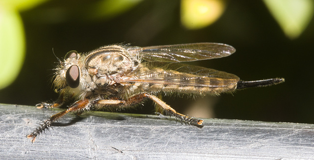 IMG 2002 Robber Fly-1