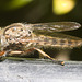 IMG 2002 Robber Fly-1