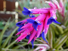...oggi piove...