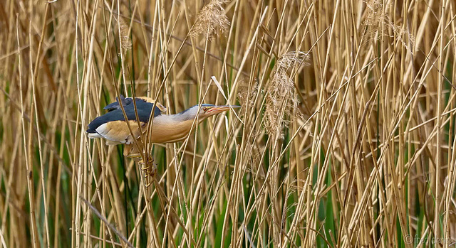 Blongios nain Ixobrychus minutus - Little Bittern mâle