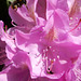 089  Flug zur Rhododendronblüte