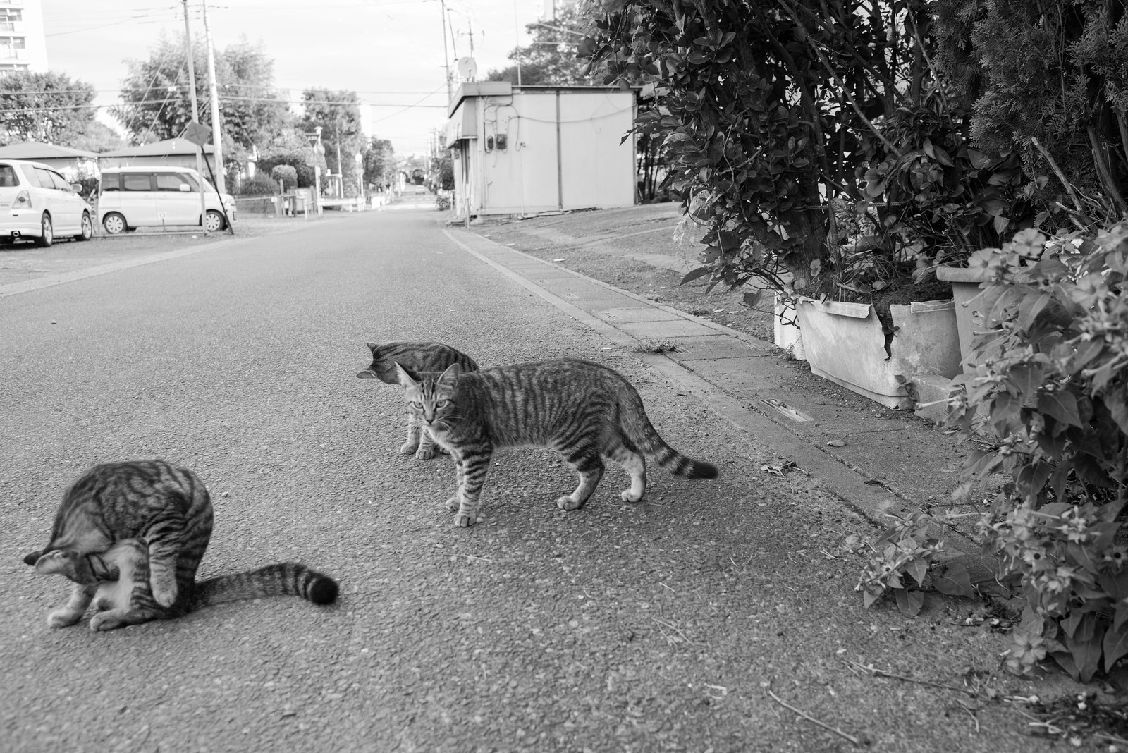 Street cats