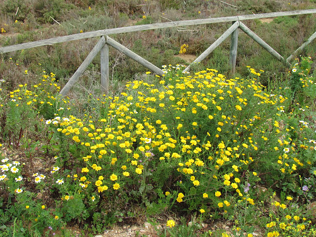 Yellow Chamomile [Anthemis tinctoria] Alvor estuary (2012)