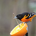 Baltimore Oriole