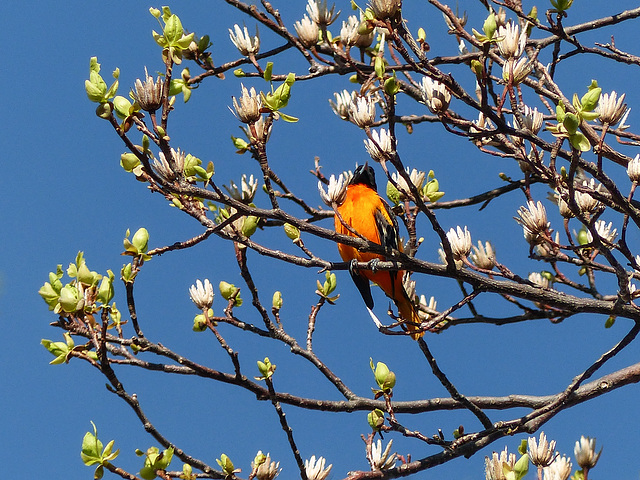 Baltimore Oriole, Day 2, Rondeau Provincial Park