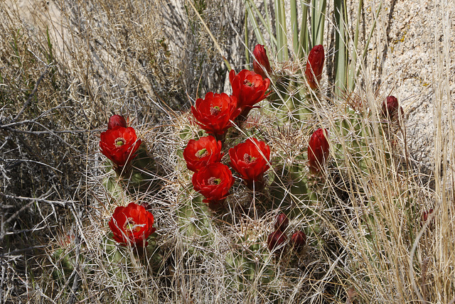 Mojave Mound Cactus