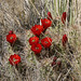 Mojave Mound Cactus